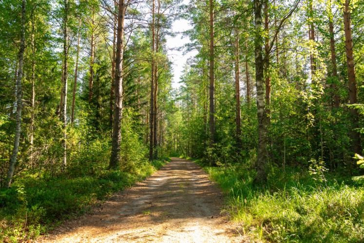 Autionmaan luontopolku. Etualalla metsätie. Taka-alalla sekametsää. 