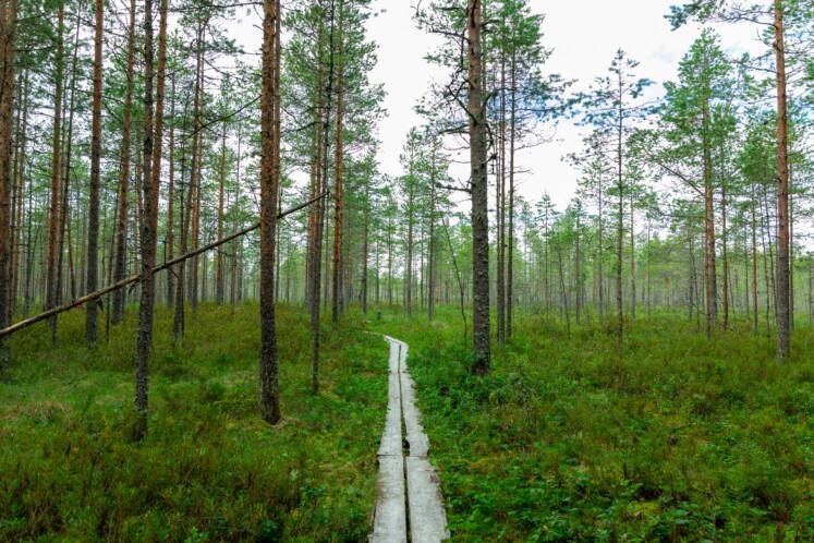 Kurjen kierros. Etualalla pitkospuut. Taustalla pitkiä puita, joista yksi on kaatunut. 