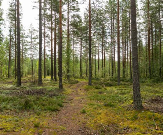 Kärjenmäen luontopolku. Polku mutkittelee mäntymetsässä.