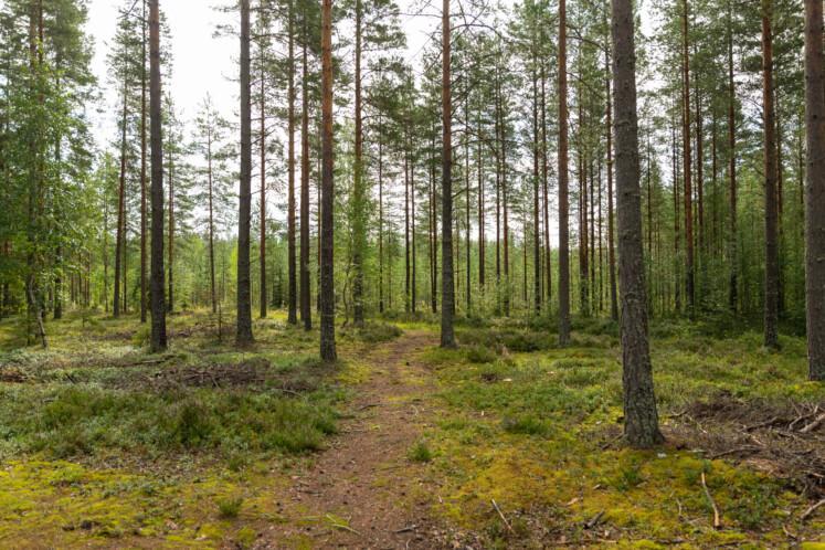 Kärjenmäen luontopolku.  Polku mutkittelee mäntymetsässä. 