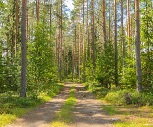 Samuli Paulaharjun polku. Etualalla metsäautotie, taustalla on mäntymetsää.