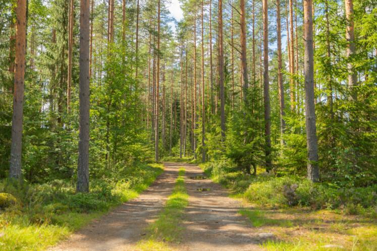 Samuli Paulaharjun polku. Etualalla metsäautotie, taustalla on mäntymetsää.