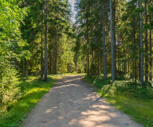 Nuijapolku. Etualalla hiekkainen tie, joka kulkee metsässä. Tien sivuilla paljon puita.