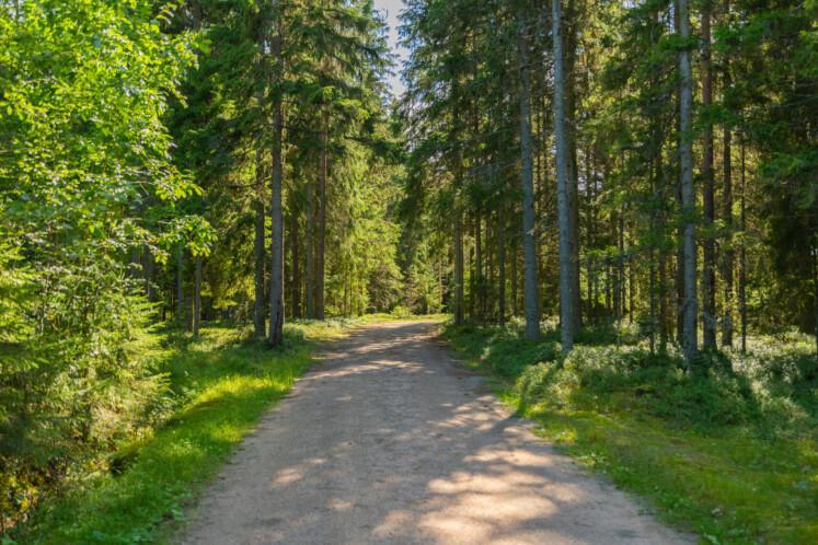 Nuijapolku. Etualalla hiekkainen tie, joka kulkee metsässä. Tien sivuilla paljon puita. 