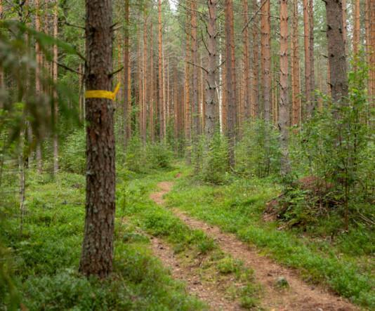 Pahkapolku. Etualalla metsään mutkitteleva tien ja puu, jonka rungossa keltainen reittimerkki. Taustalla tiheää metsää.