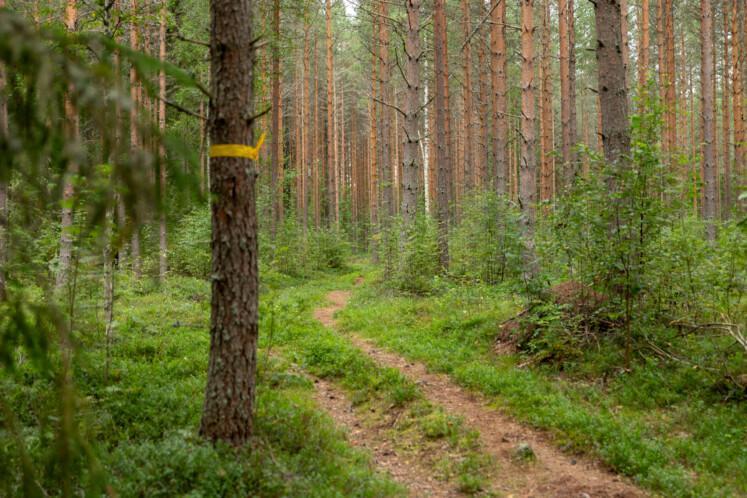 Pahkapolku. Etualalla metsään mutkitteleva tien ja puu, jonka rungossa keltainen reittimerkki. Taustalla tiheää metsää.