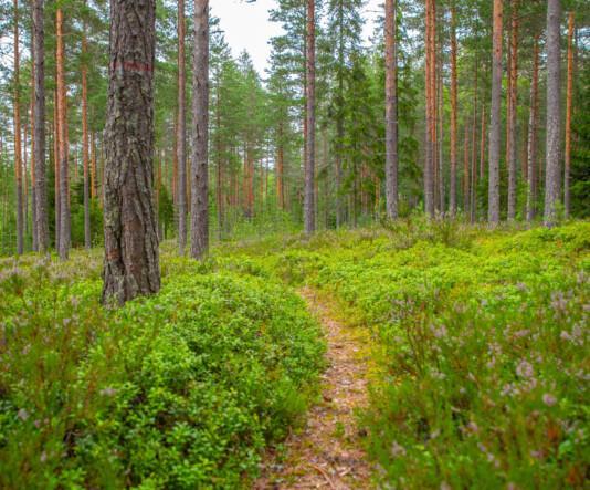 Korven Jotos. Etualalla polku, joka mutkittelee metsässä. Taka-alalla suuria mäntyjä.