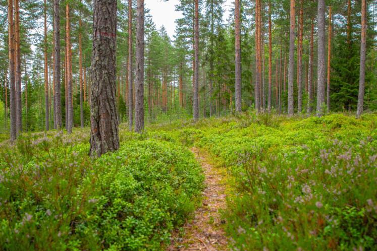 Korven Jotos. Etualalla polku, joka mutkittelee metsässä. Taka-alalla suuria mäntyjä.