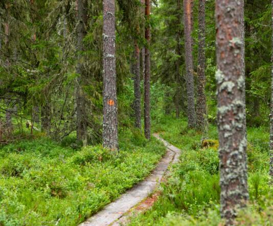 Sällinpolku. Etualalla pitkospuut, jotka mutkittelevat metsään. Pitkospuiden sivuilla kuusia, joista yhden rungossa punainen reittimerkki.