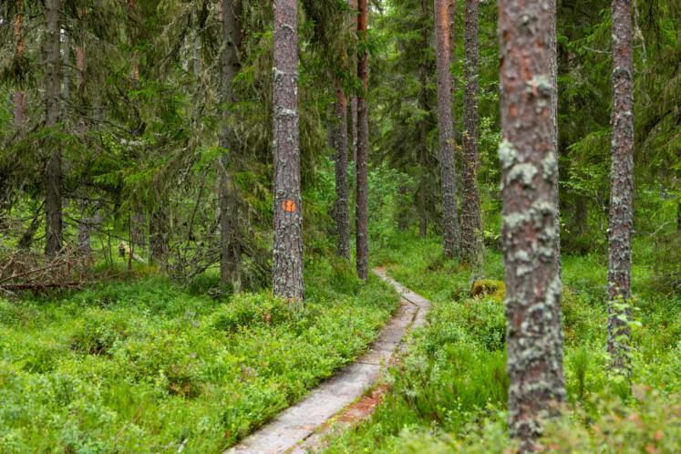 Sällinpolku. Etualalla pitkospuut, jotka mutkittelevat metsään. Pitkospuiden sivuilla kuusia, joista yhden rungossa punainen reittimerkki.