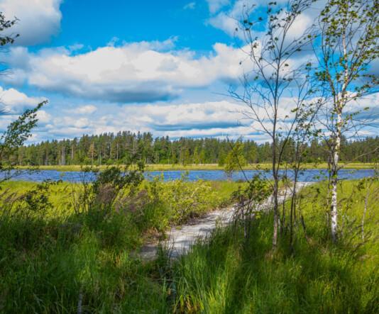 Suopolku. Etualalla kasvillisuutta. Taka-alalla polku, vesistöä ja metsää.