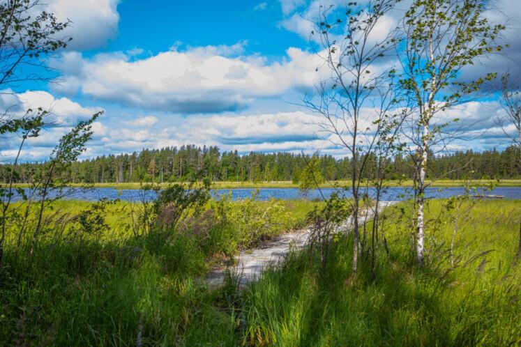 Suopolku. Etualalla kasvillisuutta. Taka-alalla polku, vesistöä ja metsää.