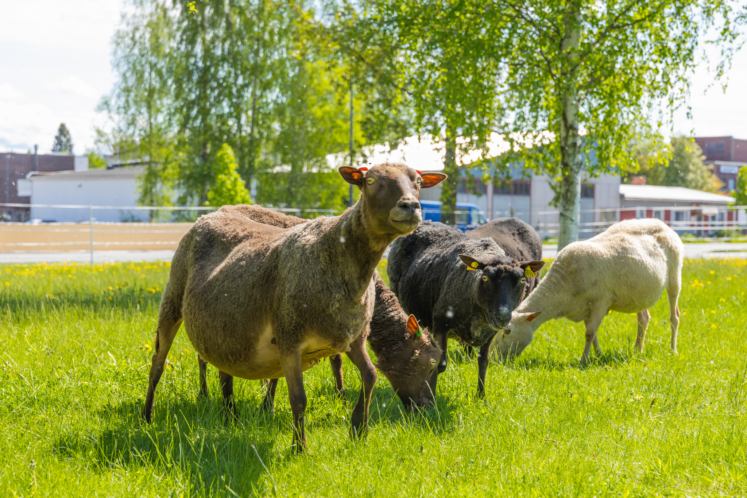 Viisi lammasta laitumella. Yksi katsoo kohti kameraa, muut syövät ruohoa.