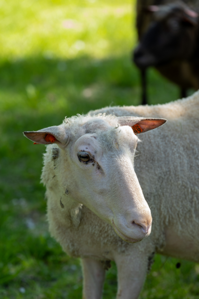 Valkoinen lammas.
